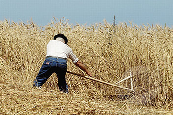 harvesting grains with a scythe. La Siega